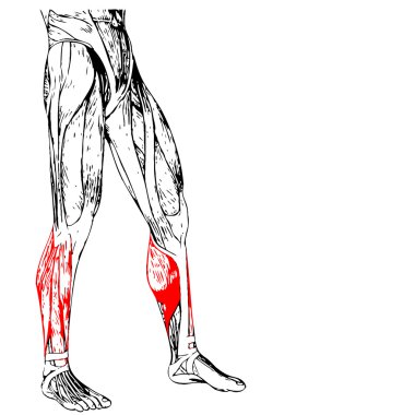 insan alt bacaklar anatomisi 