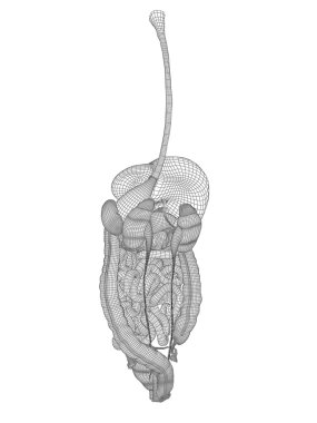 Tel kafes kafes sindirim sistemi 