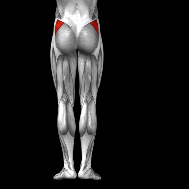 insan üst bacaklar anatomisi