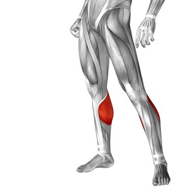 kavramsal insan bacaklar anatomisi