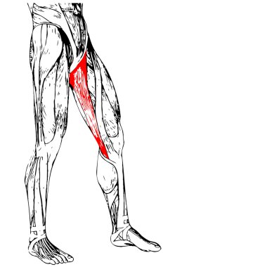 insan üst bacaklar anatomisi