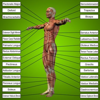  adam kasları ve metin 