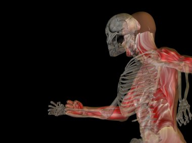 Kemikler ve yüz anatomisi 