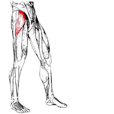 insan üst bacaklar anatomisi