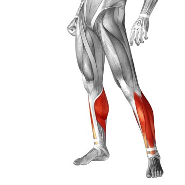 kavramsal insan bacaklar anatomisi