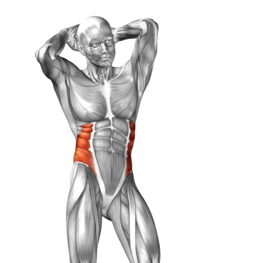 Göğüs insan anatom