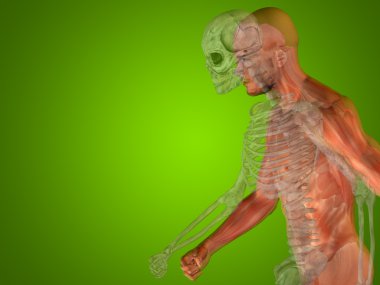 Kavramsal insan vücudu göğüs