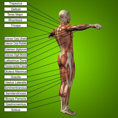  adam kasları ve metin 