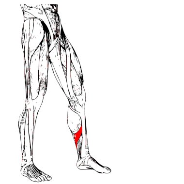 insan alt bacaklar anatomisi 