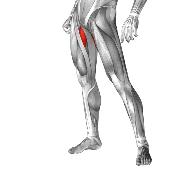 Anatomie lidské nohy — Stock fotografie