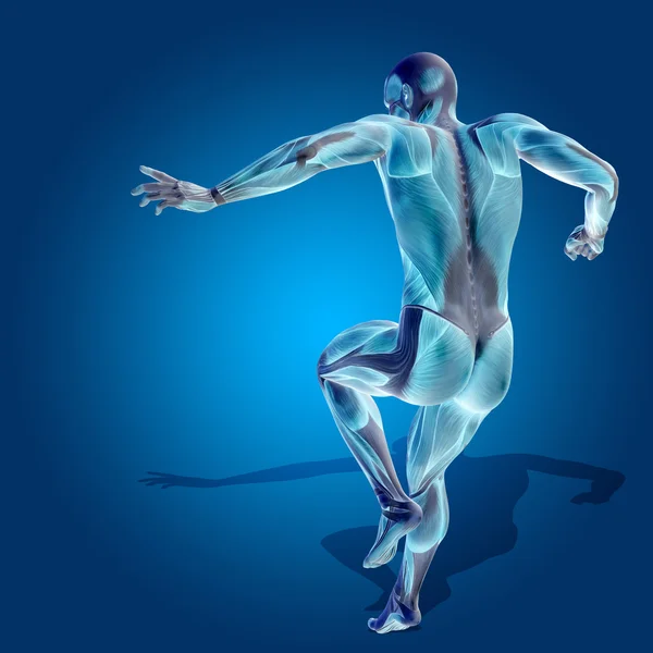 筋肉解剖体 — ストック写真