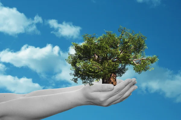 Manos sosteniendo el árbol — Foto de Stock