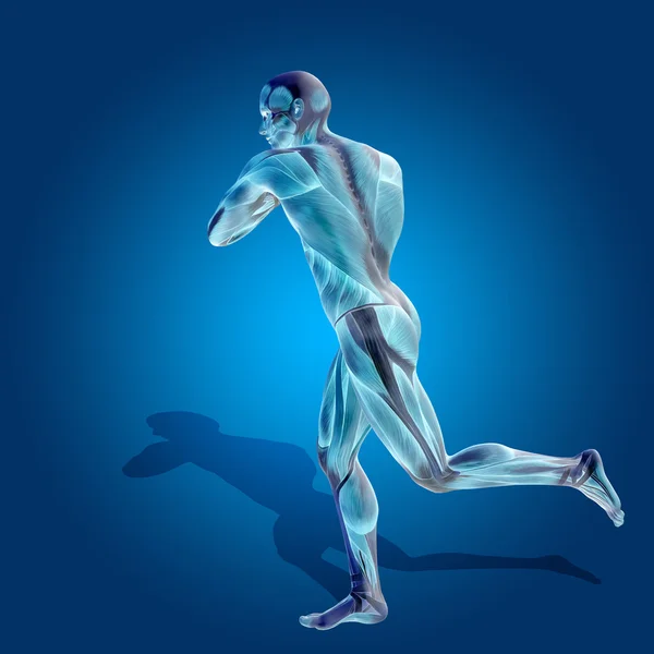Anatomi kroppen med muskler – stockfoto