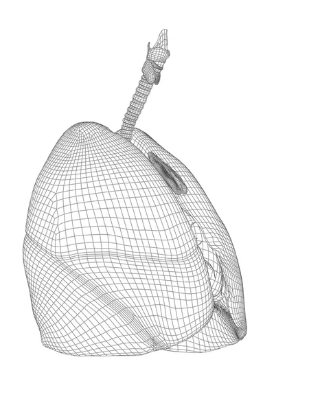 Sistema respiratorio de malla cableada — Foto de Stock