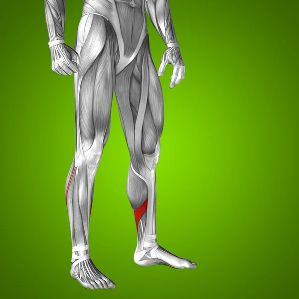 인간의 다리 해부학 — 스톡 사진