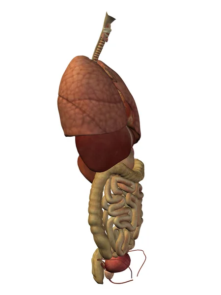 Inre buk thorax organ — Stockfoto