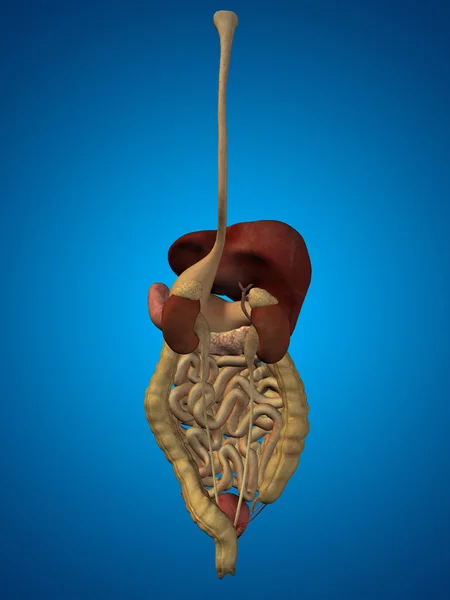 Human  digestive system — Stock Photo, Image