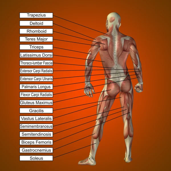 Uomo con muscoli e testo — Foto Stock