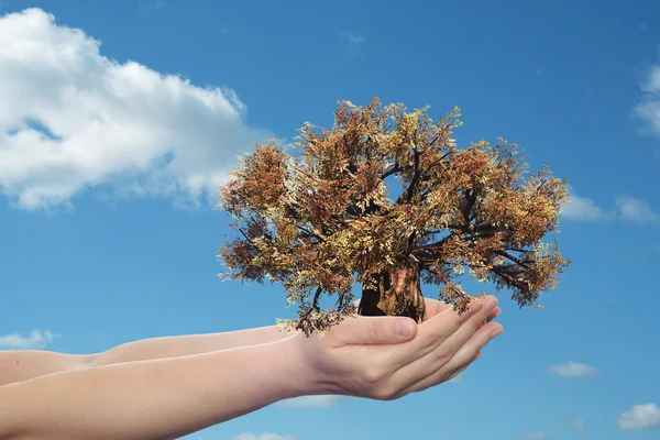 Manos sosteniendo el árbol — Foto de Stock