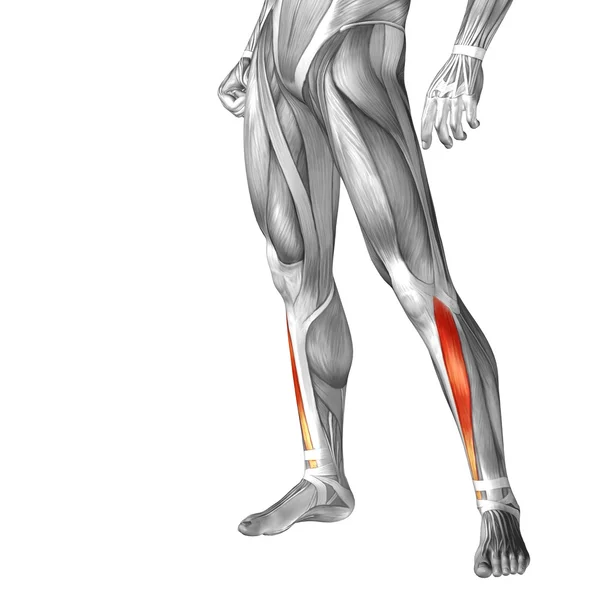Koncepcyjne nogi ludzkiej anatomii — Zdjęcie stockowe