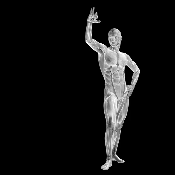 Mensch mit Muskeln für anatomische Entwürfe. — Stockfoto