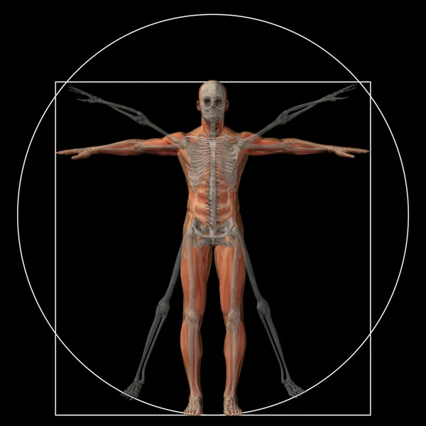 Konzeptionelle Proportion Anatomie Körper — Stockfoto