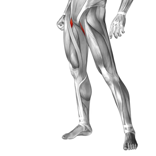 Human upper legs anatomy — Stock Photo, Image