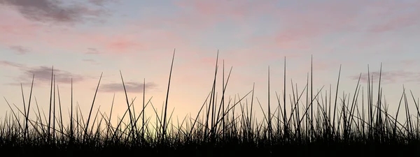 Концептуальні чорні трави — стокове фото