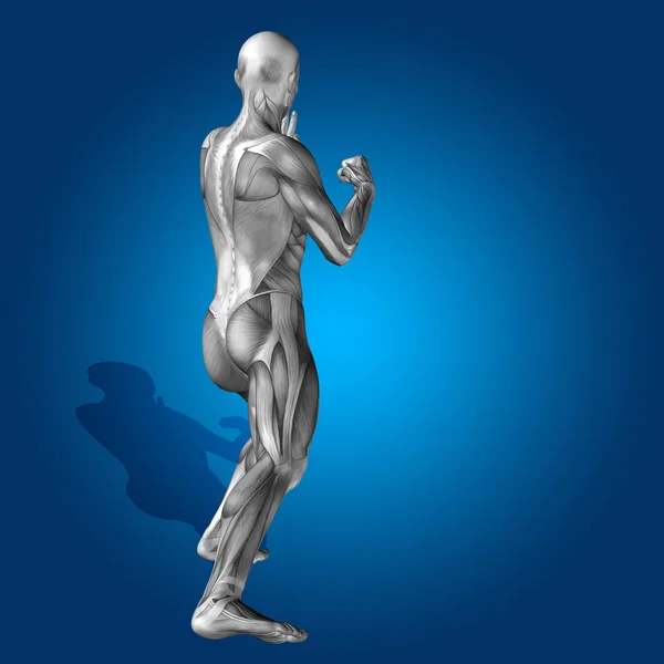 Corpo anatomico con muscoli — Foto Stock