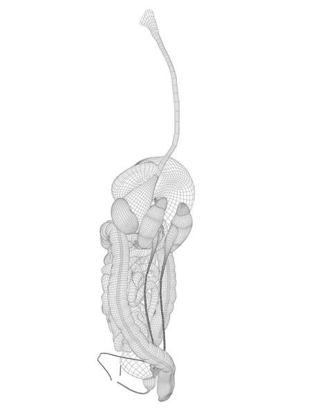 Model szkieletowy siatka układu pokarmowego — Zdjęcie stockowe