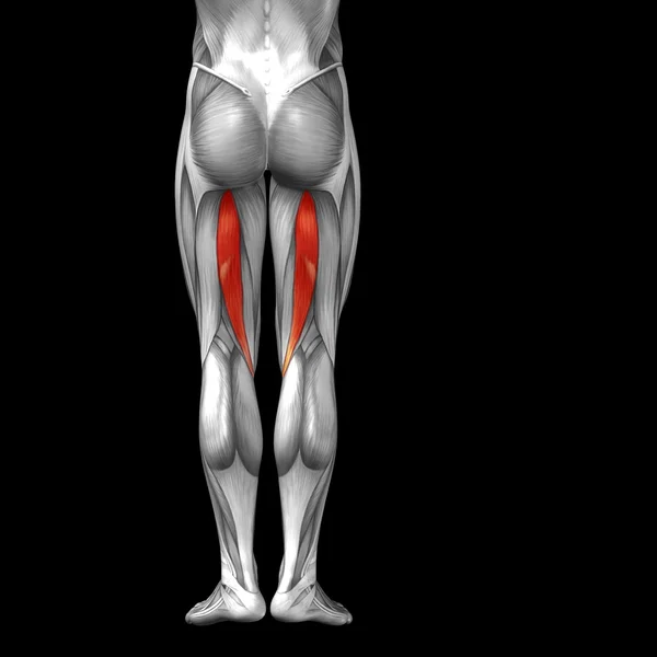 Anatomia humana das pernas superiores — Fotografia de Stock