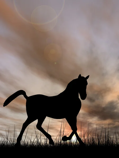 Belle silhouette de cheval noir — Photo