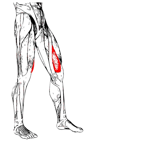 Menselijke bovenbenen anatomie — Stockfoto