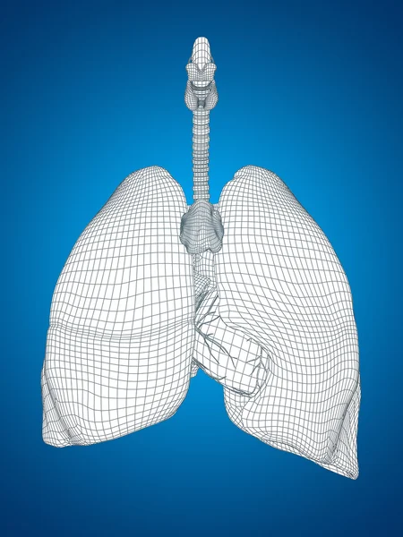 Система дыхания сетки wireframe — стоковое фото