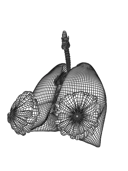 Wireframe mesh respiratory system — Stock Photo, Image