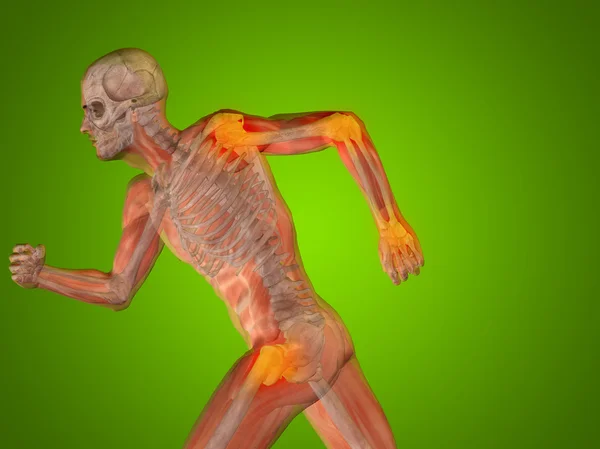 Anatomía del hombre humano — Foto de Stock