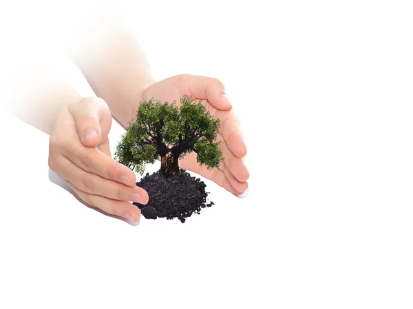 Hands protecting growing tree — Stock Photo, Image