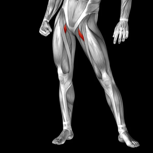 Anatomie des jambes supérieures — Photo