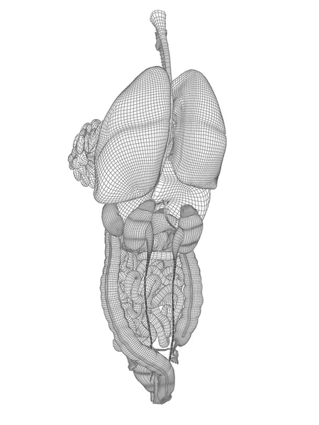 Sistema digestivo de malha wireframe — Fotografia de Stock