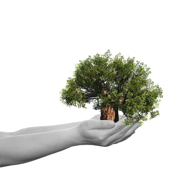 Человеческие руки держат дерево — стоковое фото