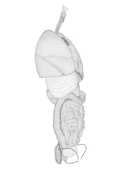 Wireframe mesh digestive system — Stock Photo, Image