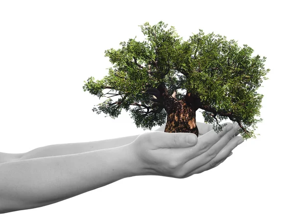 Human  hands holding tree — Stock Photo, Image