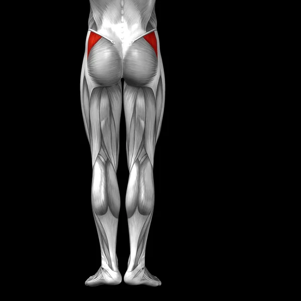 Menselijke bovenbenen anatomie — Stockfoto