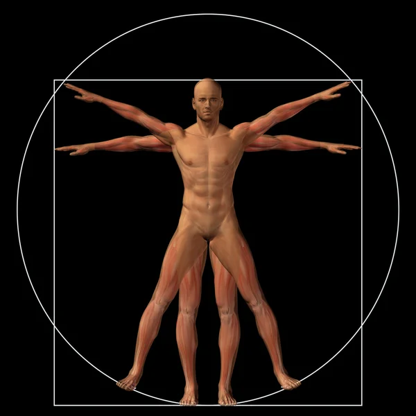 Konzeptionelle Proportion Anatomie Körper — Stockfoto