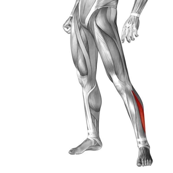 Концептуальная анатомия ног — стоковое фото