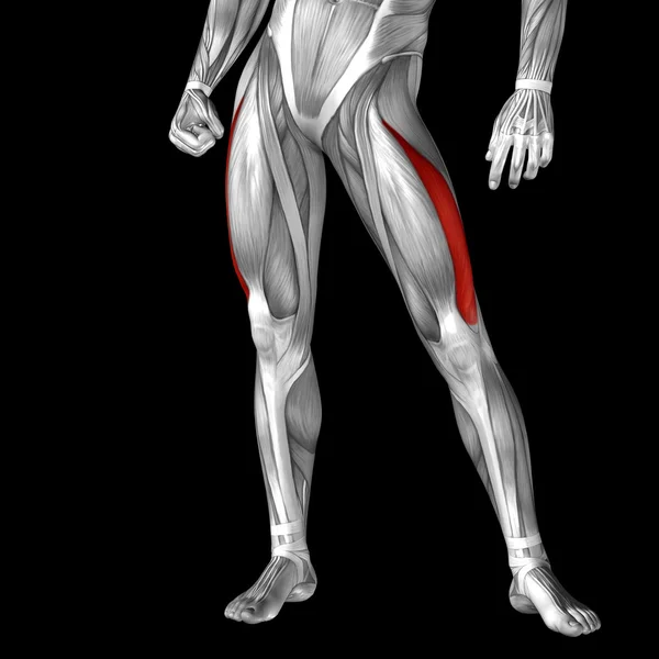 Bovenkant van de benen anatomie — Stockfoto