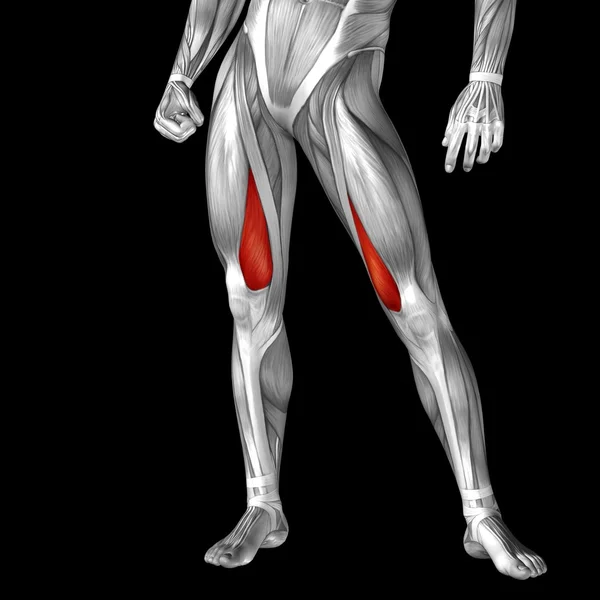 Анатомия верхних ног — стоковое фото