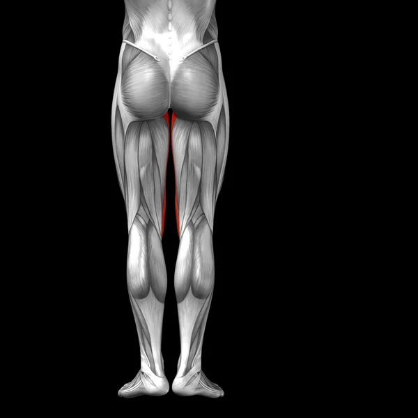 Anatomia człowieka górnej nogi — Zdjęcie stockowe