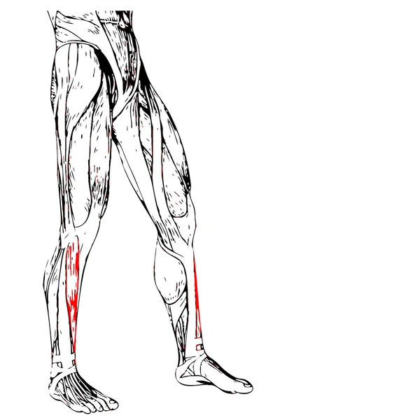 인간의 낮은 다리 해부학 — 스톡 사진