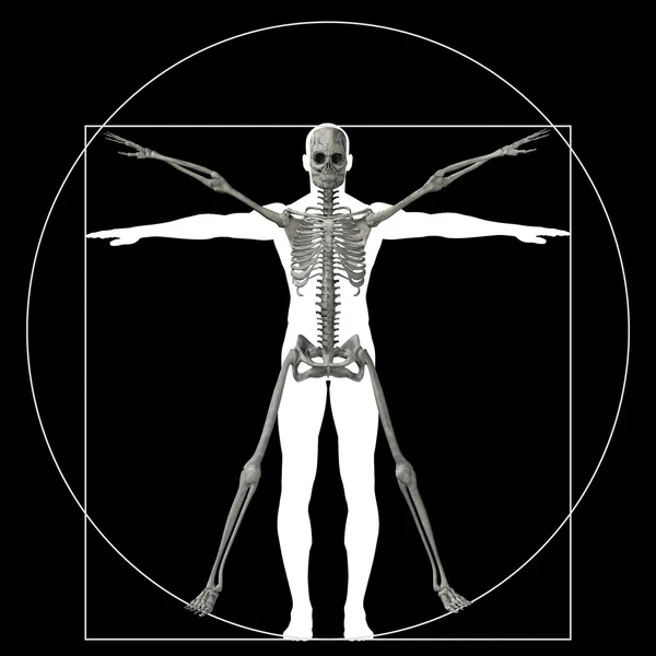 Proporción conceptual anatomía cuerpo — Foto de Stock